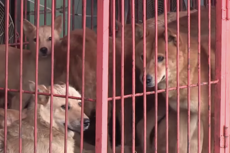 Is the End Near for South Korea's Largest Dog Meat Market?