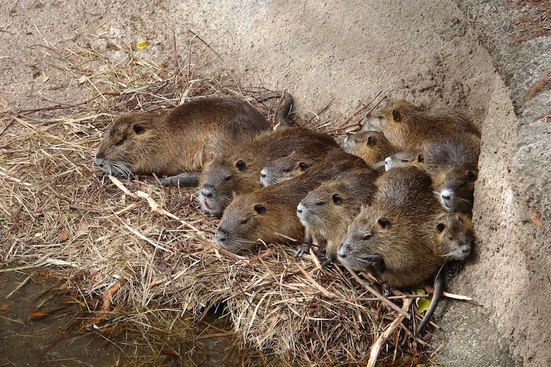 South Korea's Latest Food Craze: Gigantic Rodents?