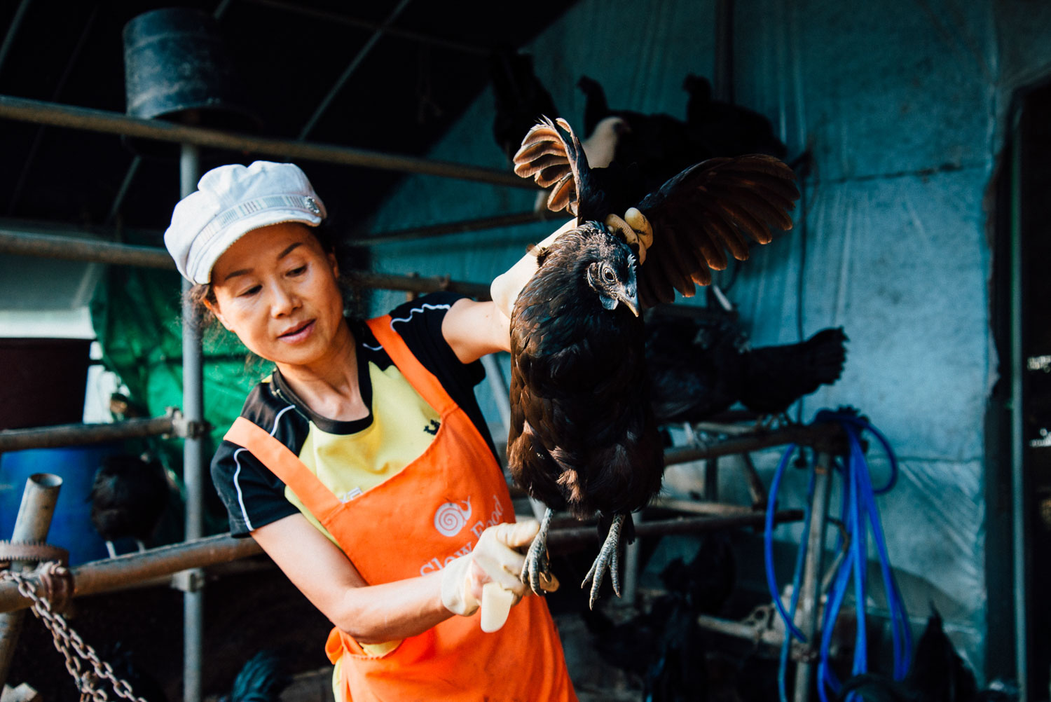 Black Fowl Down? Avian Influenza Outbreak Threatens Indigenous Poultry Stock