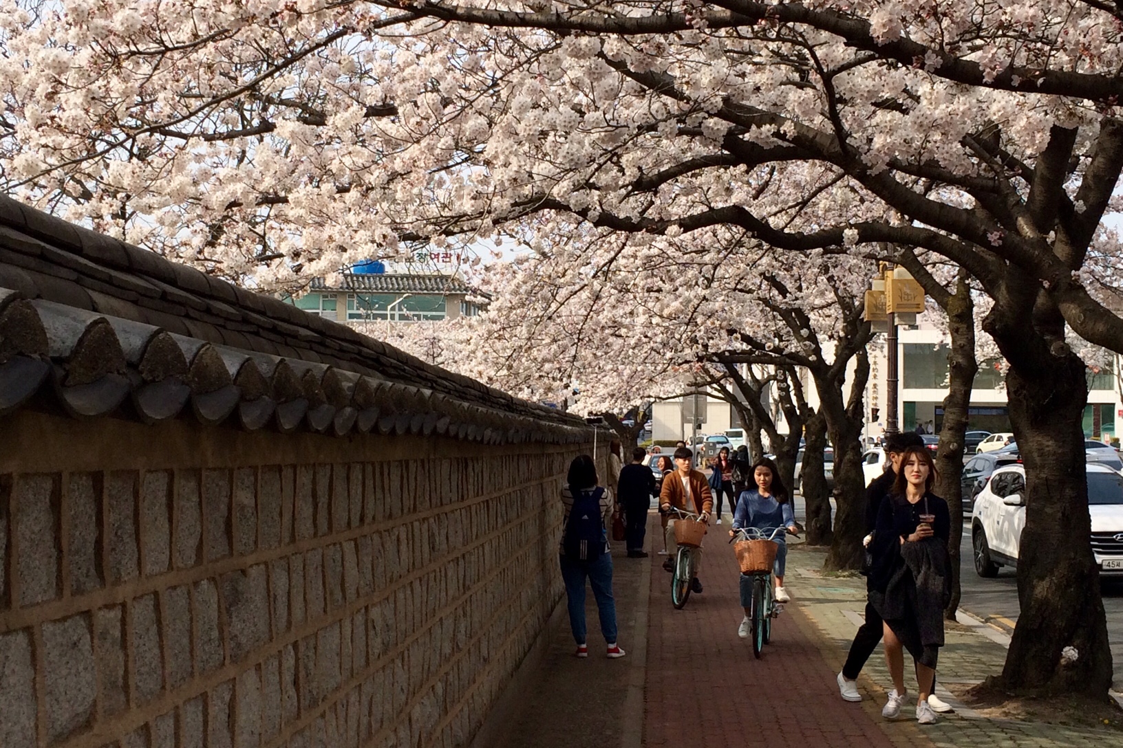 Cherry Blossom Politics: South Korea Vs. Japan