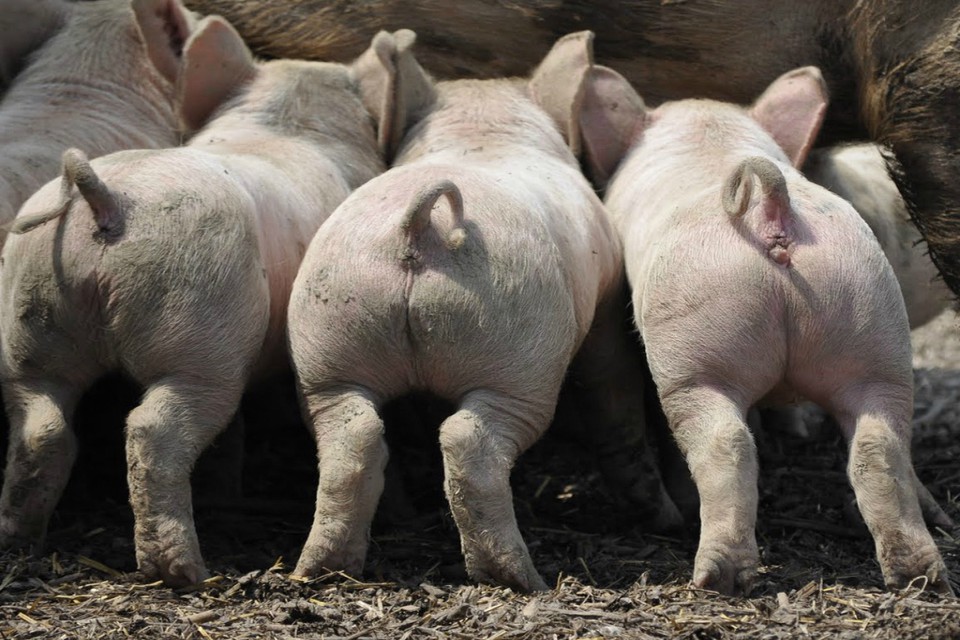 Hong Joon-pyo and Pig Stimulant: "Which S Korean Man Doesn't Have a Story Like That?"