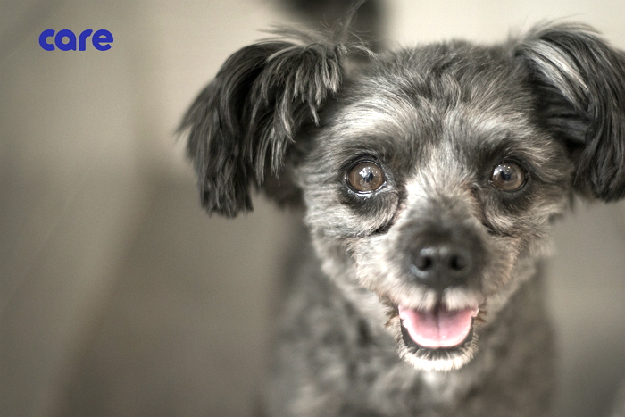 Meet Tory, South Korea's Potential First-Dog-To-Be