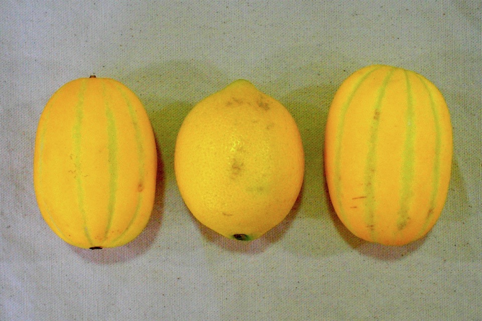 You Say Melon, I Say Lemon: Deborah Smith's Flawed Yet Remarkable Translation of "The Vegetarian"