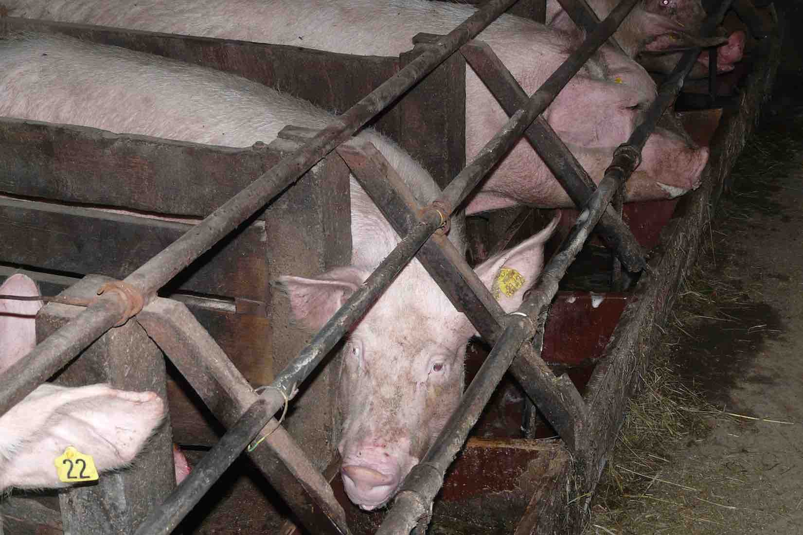 Okja's Success Challenges South Korea's Love Affair With Meat