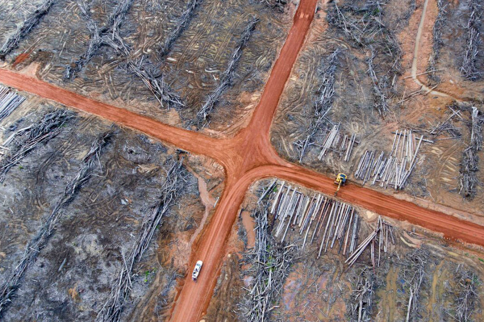 Meet the S. Korean Companies Destroying Indonesia's Virgin Rainforest