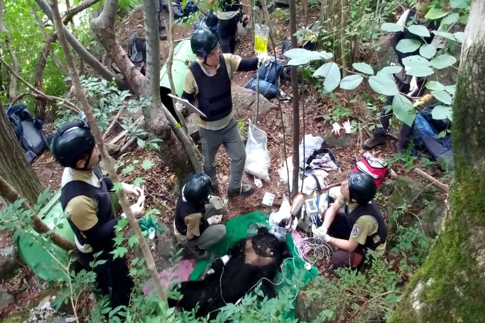 When the Moons Align: Black Bears Back to the Wild