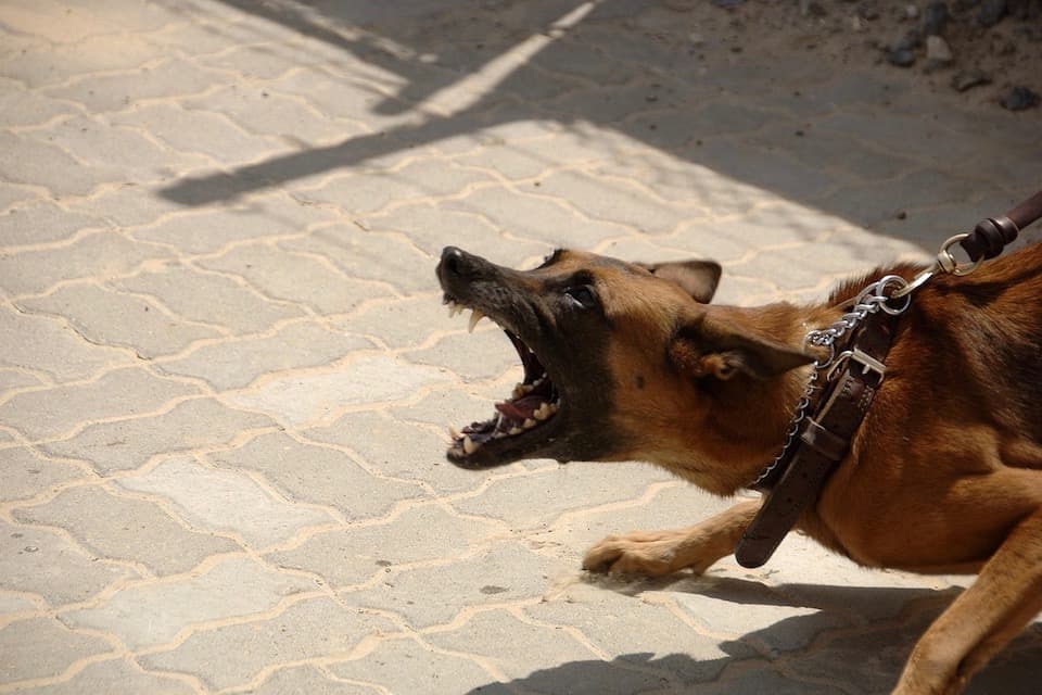 Ignorant Dog Owners, Not Dogs, Should Be Blamed for Canine Aggression