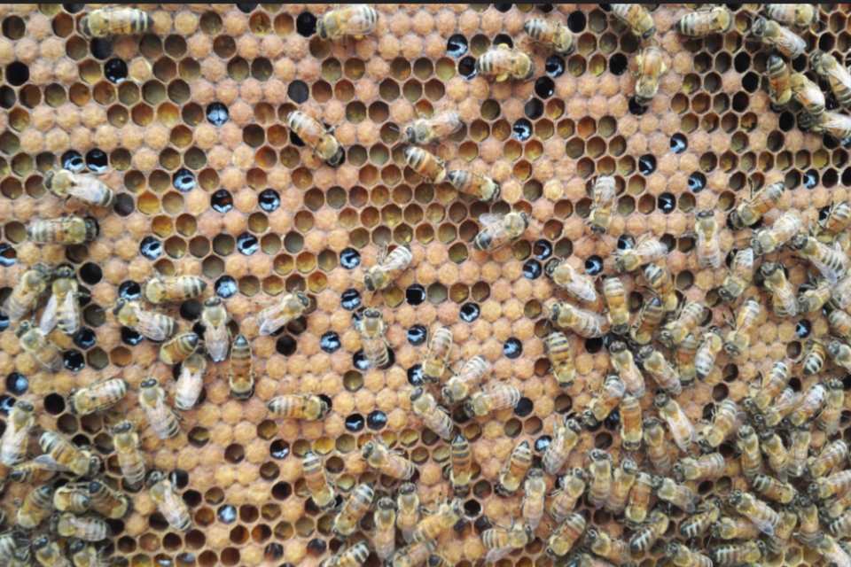 Seoul's Skyscrapers Are an Unlikely Home for Honeybees