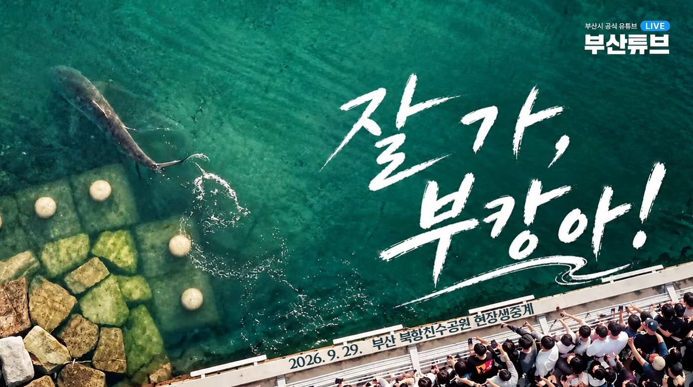 부산에 나타난 상어 ‘부캉이’, 전국의 관심을 사로잡다