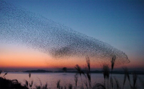 자연과 인간의 아름다운 동행, 군산세계철새축제