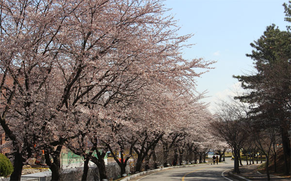 대학에 찾아온 벚꽃