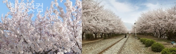 What are Cherry Blossoms?
