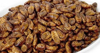 Have you ever eaten these food?