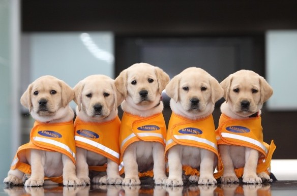 시각 장애인의 동반자, 안내견에 대하여