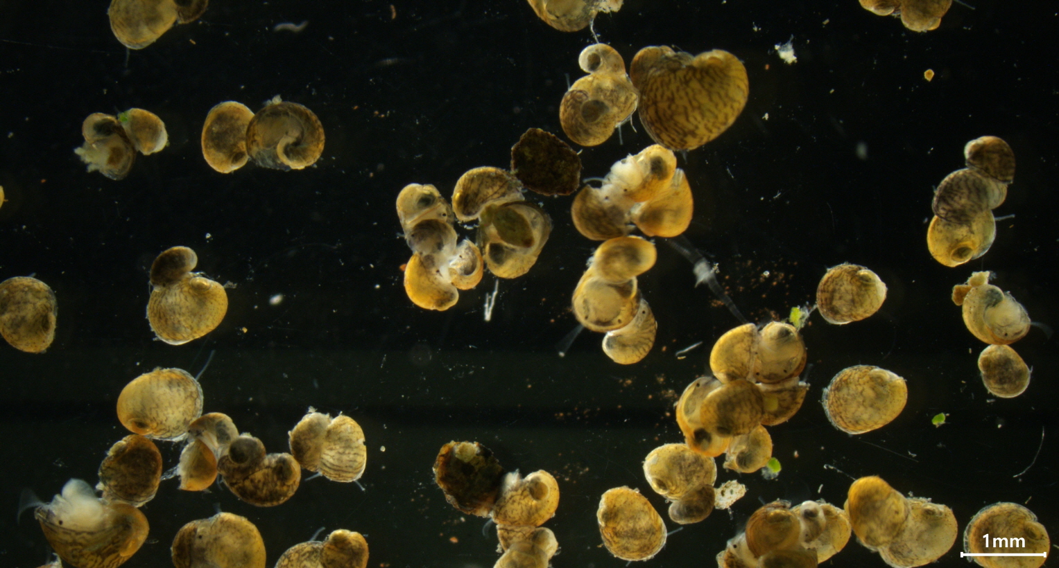 우리 대학 해양생물자원학과 연구팀-국립해양생물자원관, 기수갈고둥 인공증식 성공