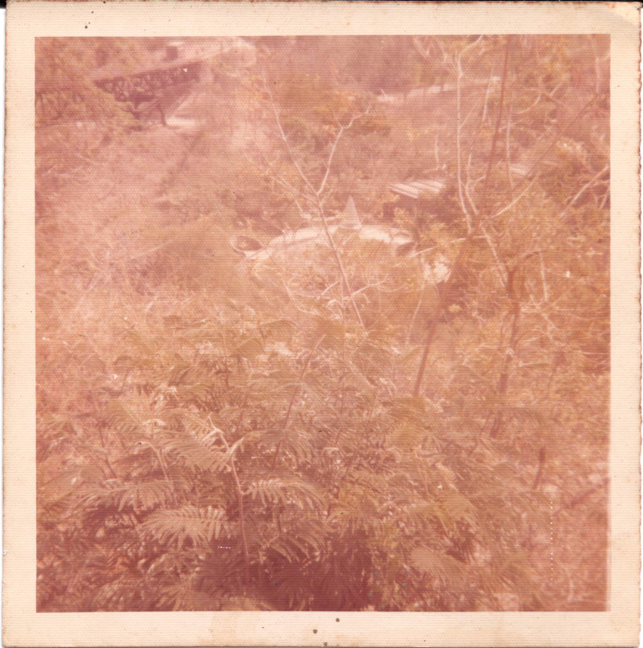 우리 엄마가 숲에서 착륙한 UFO를 찍었어