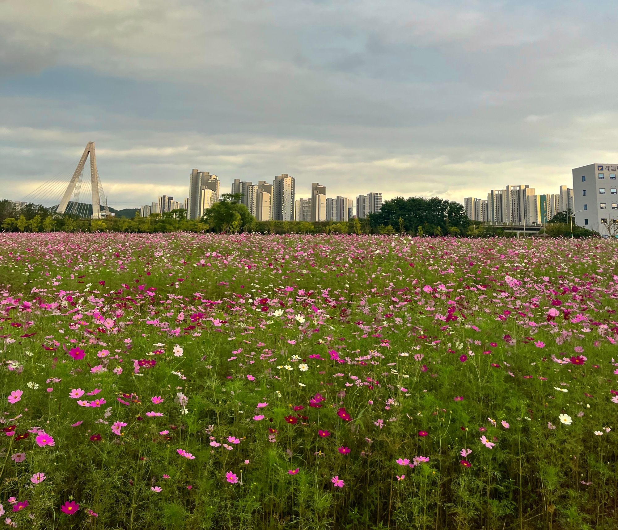 우리 동네에 🌳작은 숲이 생겼어요