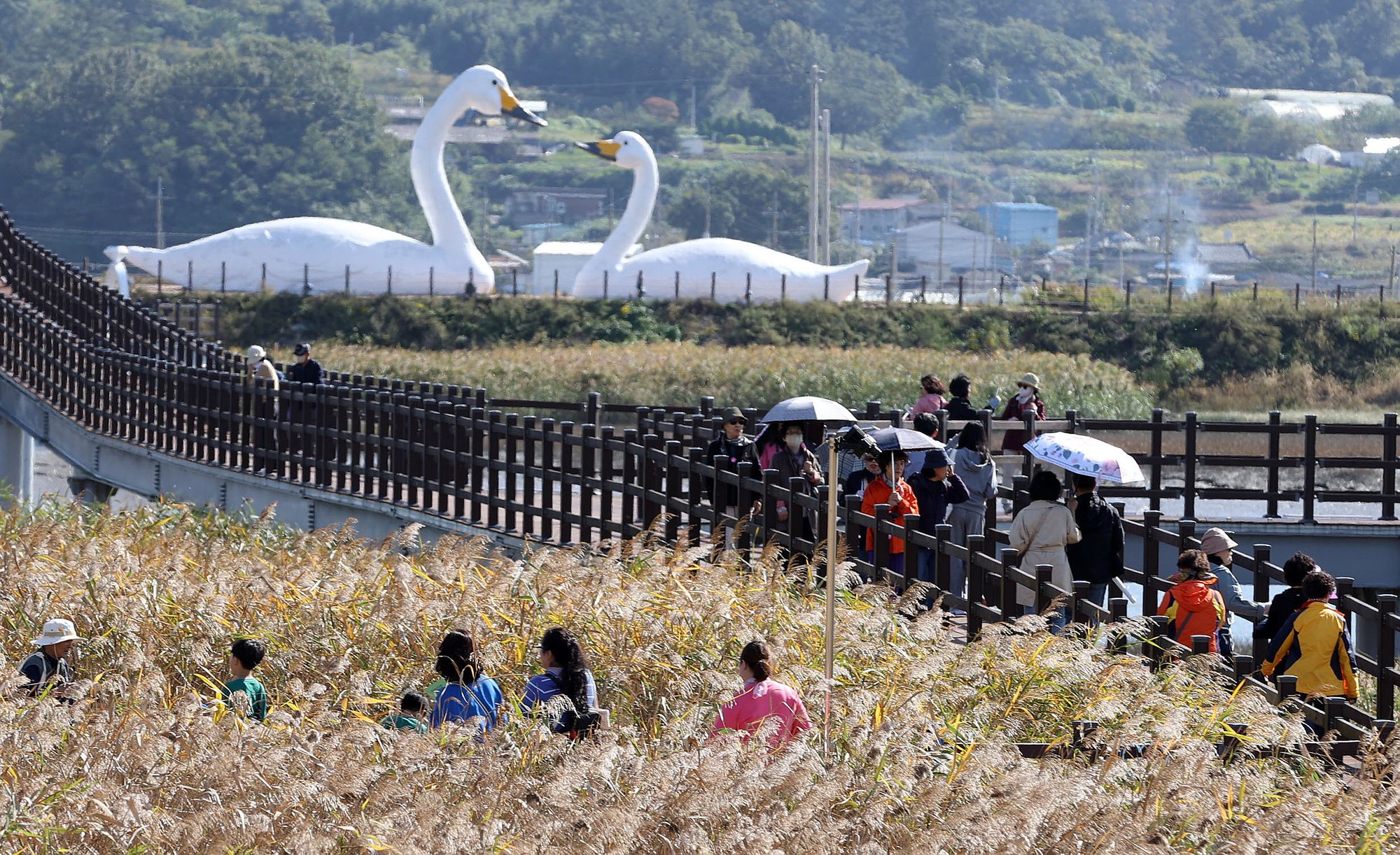 이번 주말! 제10회 강진만 춤추는 갈대축제 🎇개최