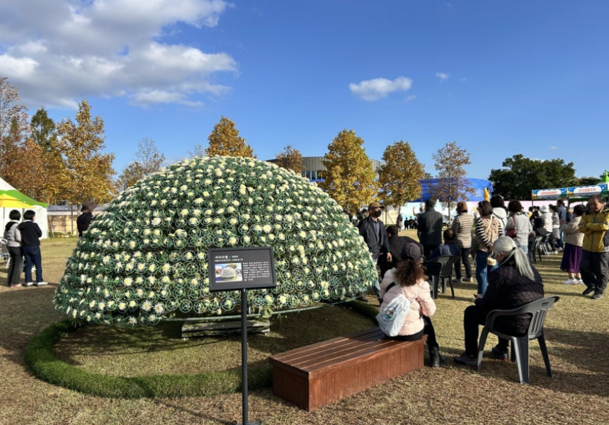 🌼 한 뿌리에서 천 송이! 함평 ‘천간작’, 국화의 정점을 피우다 🏵️