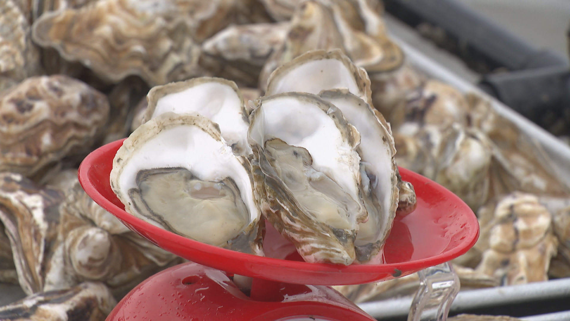 🍽️🦪 파인 다이닝이 선택한 굴, ‘신안 1004굴’