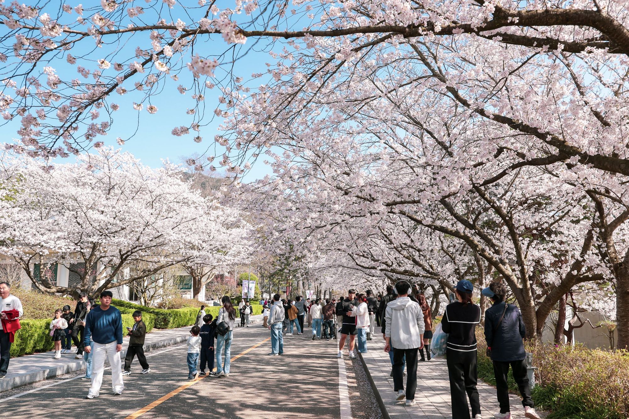 🌸📚 벚꽃 아래 펼쳐지는 역사 여행… 영암 왕인문화축제 절정