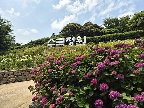 💙 수국 100만 송이…이번 주말이 마지막입니다
