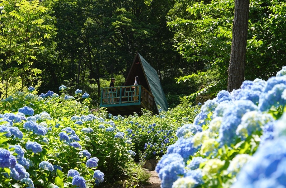 🌸 수국 8천 그루 활짝! 해남으로 떠나볼까