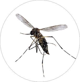 🦟 모기와의 전쟁, 아직 안 끝났다고?