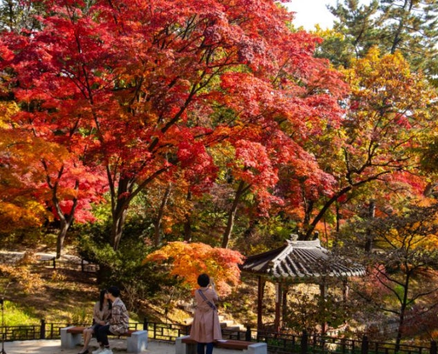 🍁 올해 단풍은 조금 늦게 옵니다