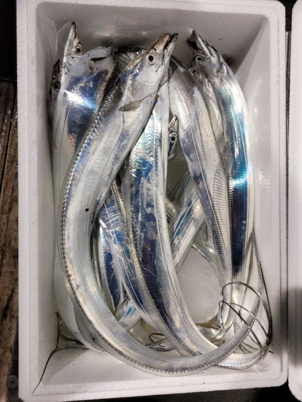 🎣 목포 밤바다에서 갈치 잡는 법