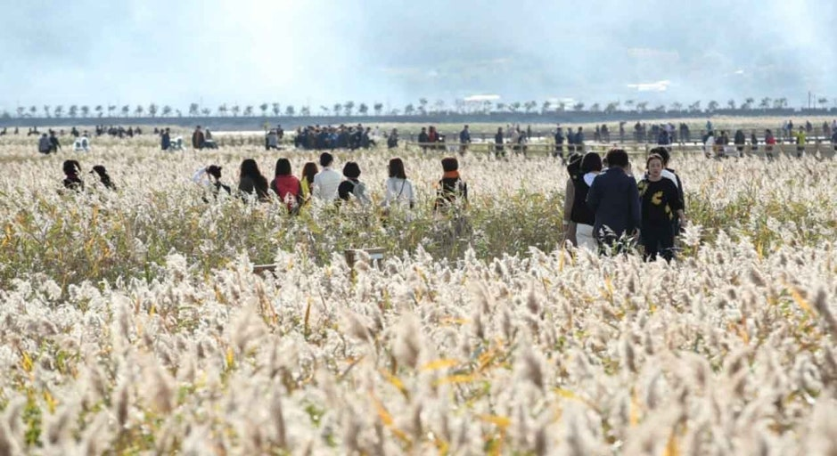 🌾 황금빛 갈대가 춤춘다! 강진만의 가을