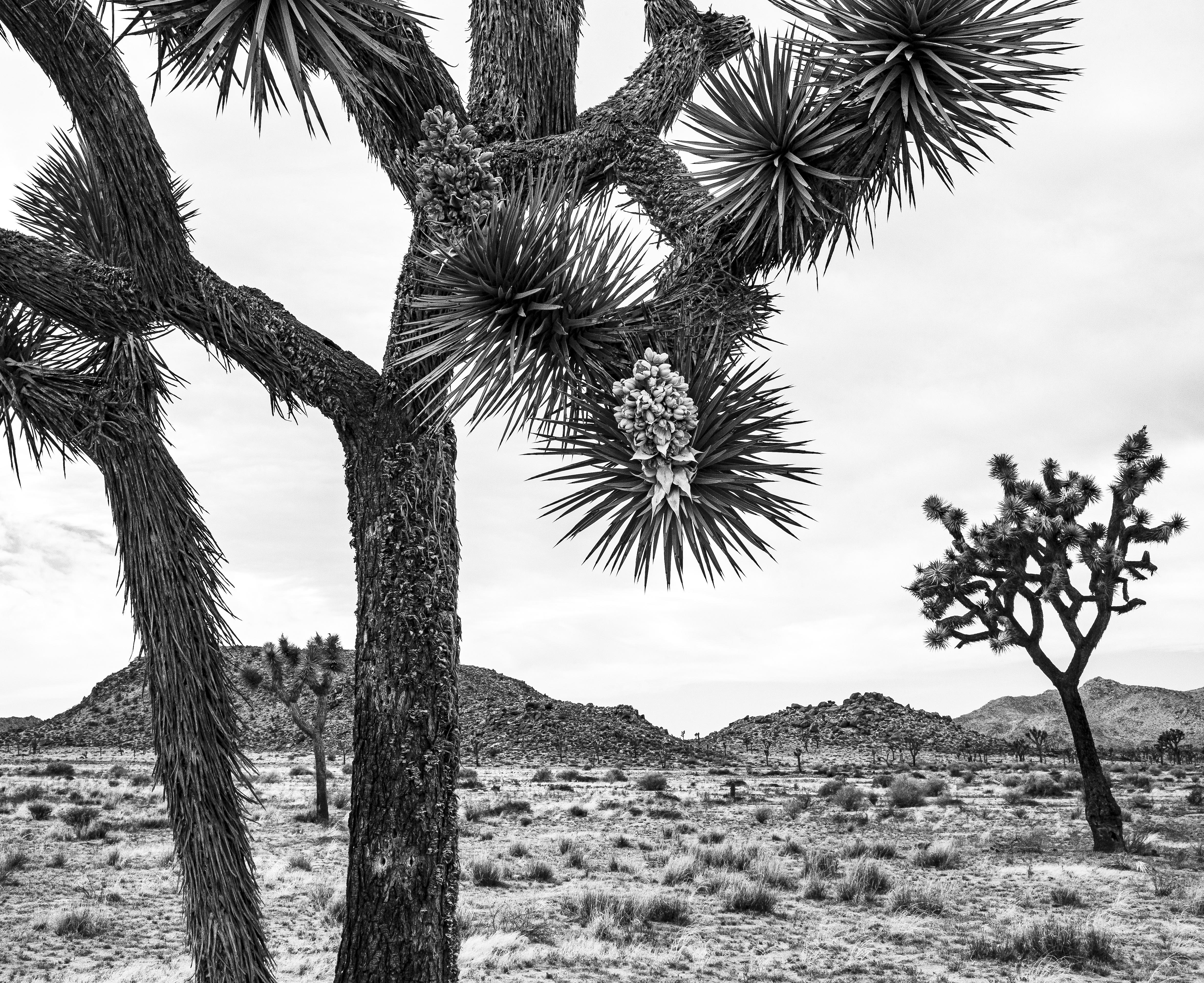 Joshua Tree National Park