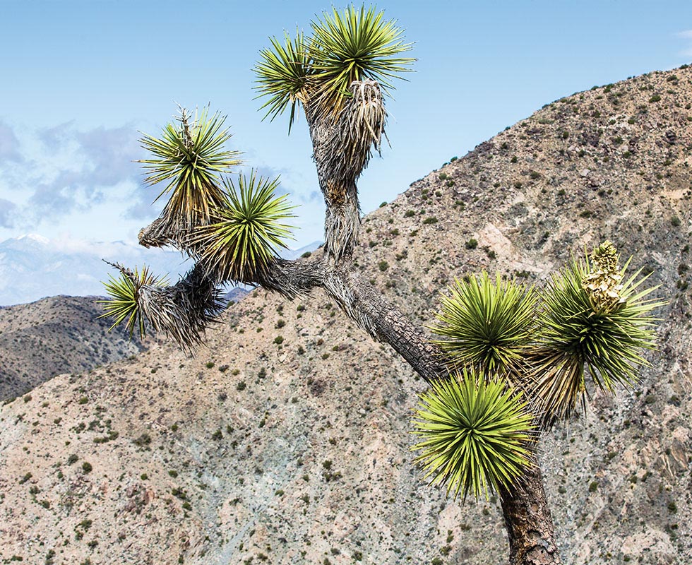 Joshua Tree National Park