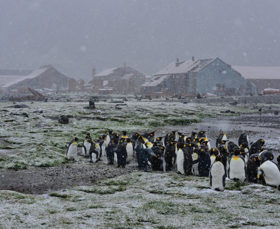 Stromness, South Georgia