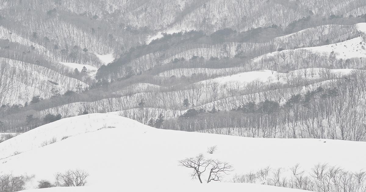 The Nature, White in the White — Purity in the Snow