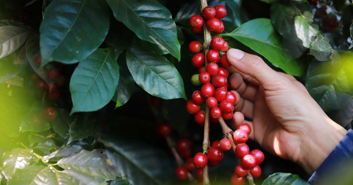 ASEAN’s Bitter & Sweet Coffees — A Bittersweet Tour of Southeast Asia