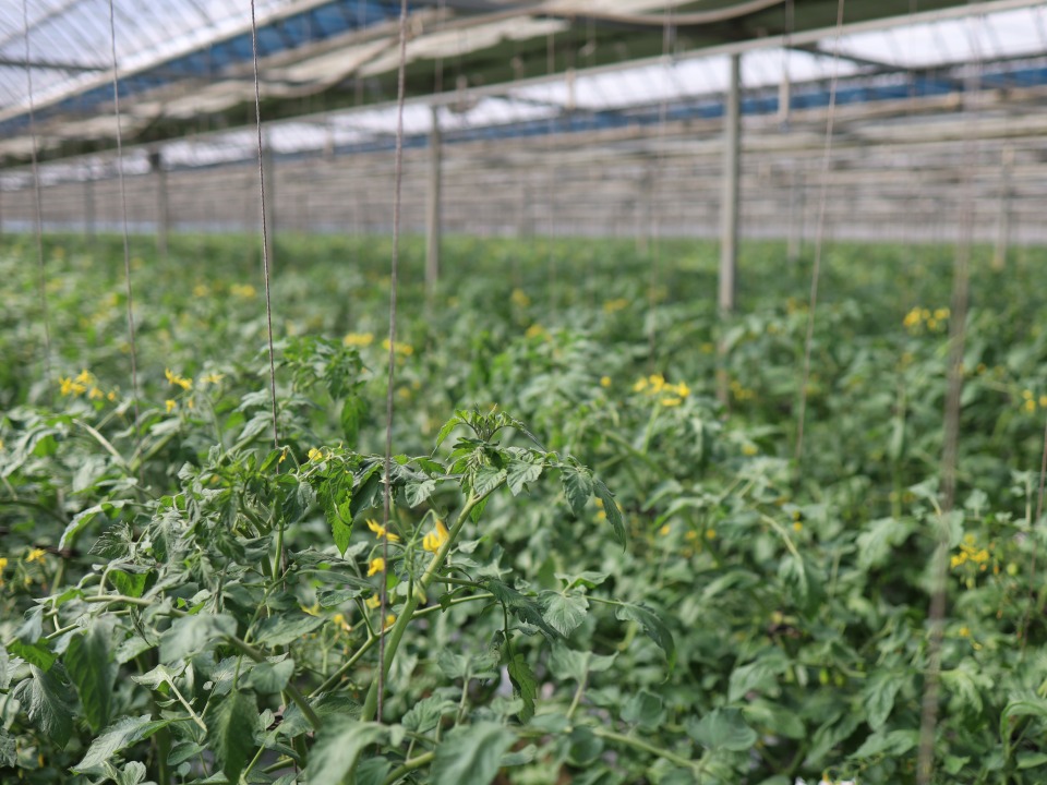 Geuraedo Farm's tomato field
