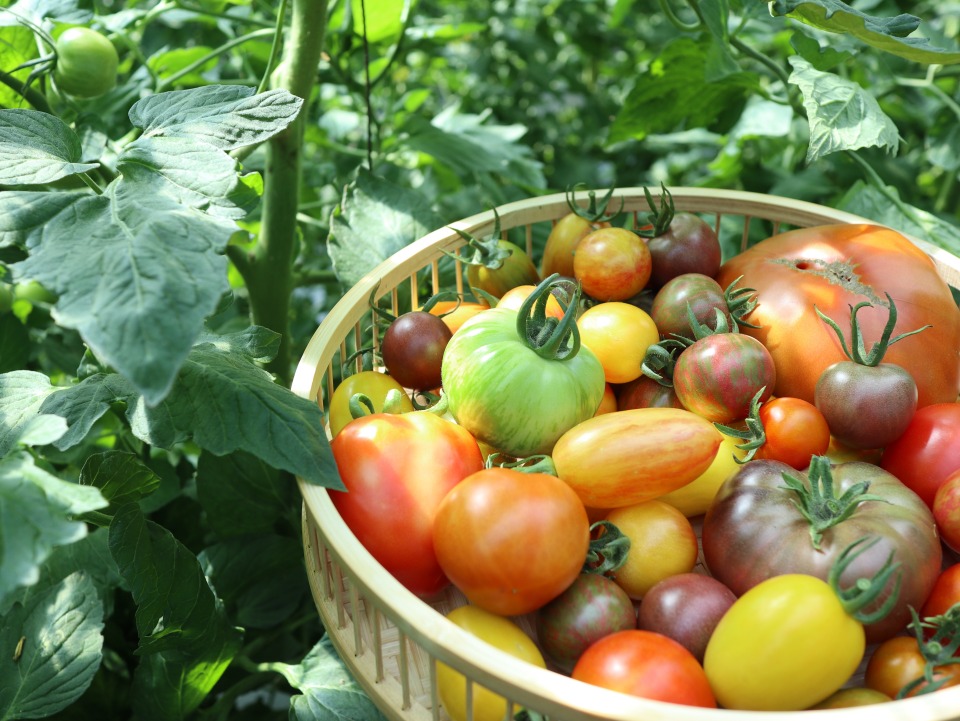 Heirloom tomatoes from Geuraedo Farm