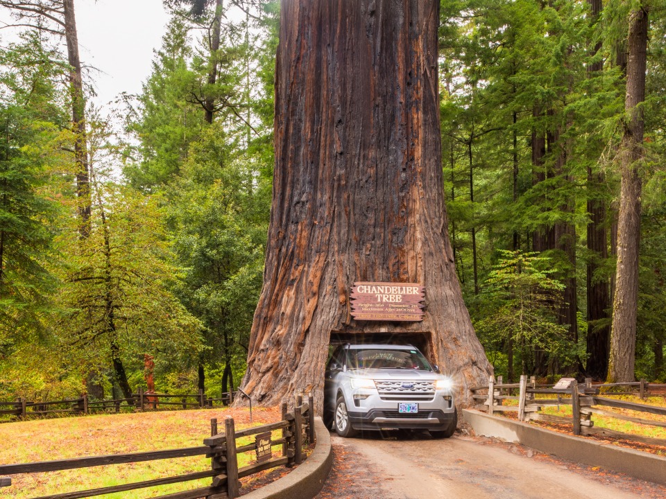 Chandelier Tree