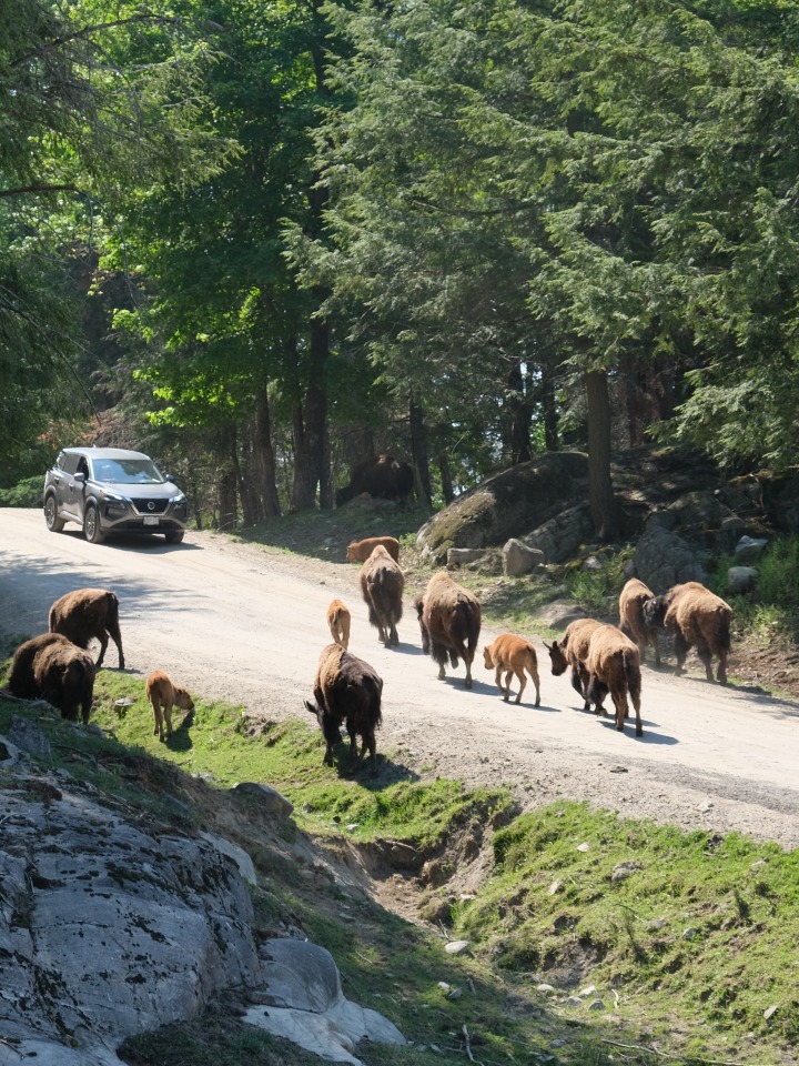 Parc Omega in Outaouais