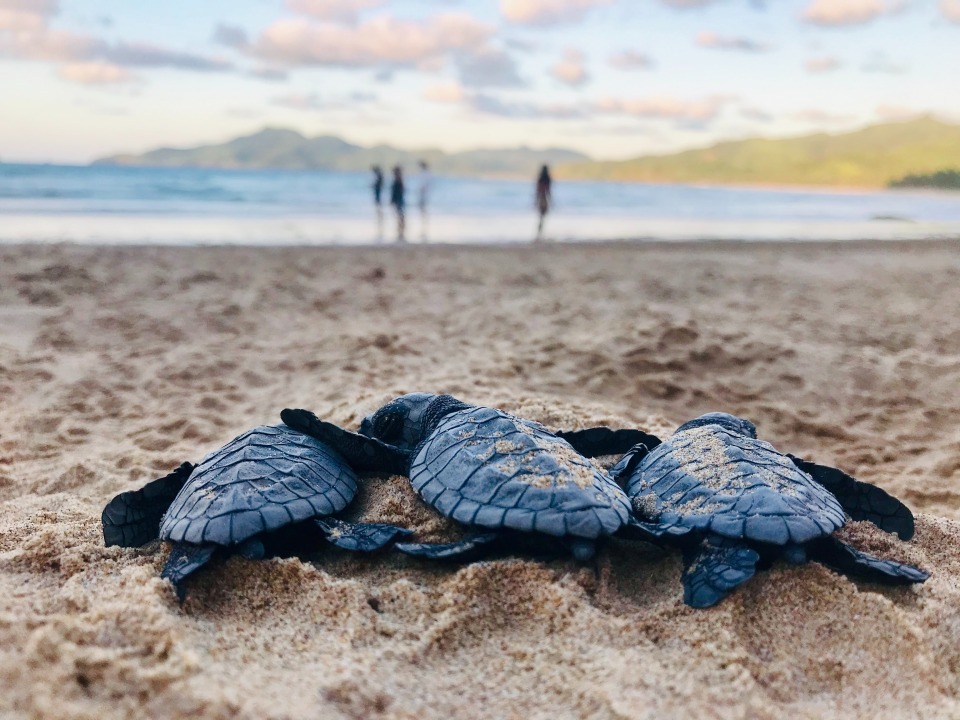 Palawan, where you can fully enjoy the nature of the Philippines