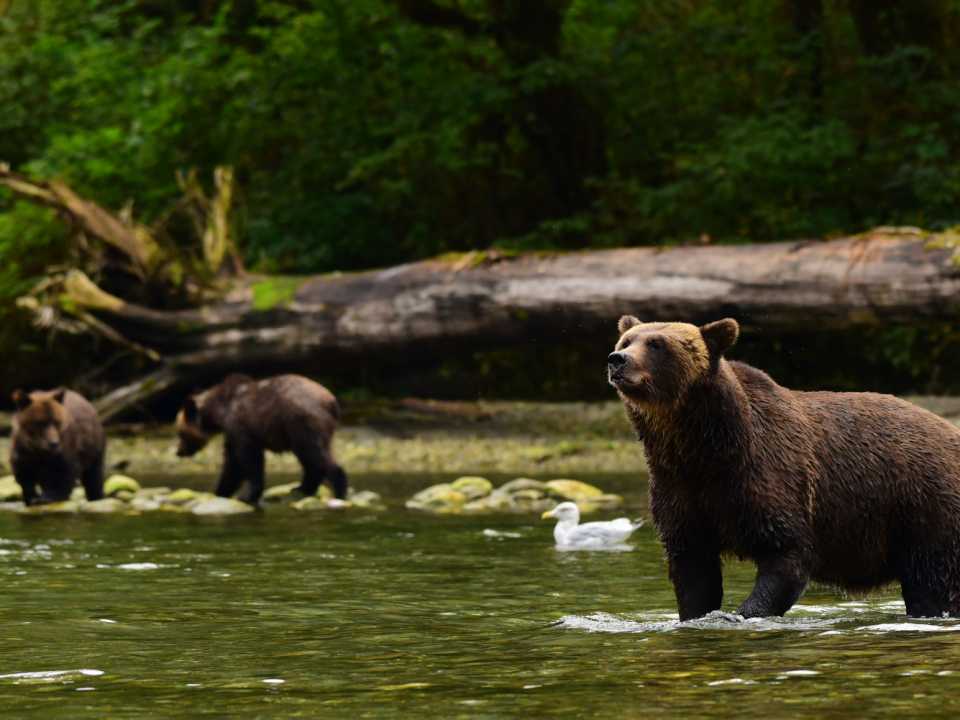 Finding the Spirit Bear Deep in Canada’s Great Bear Rainforest
