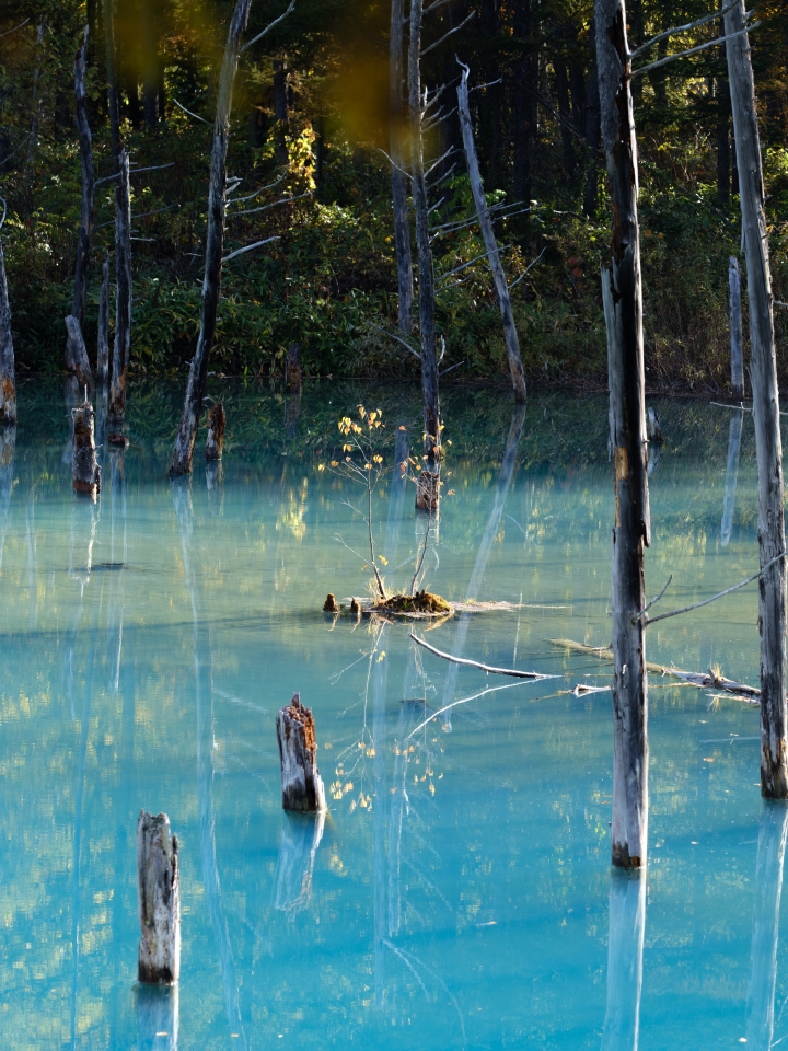 The Blue Pond in Biei, Hokkaido