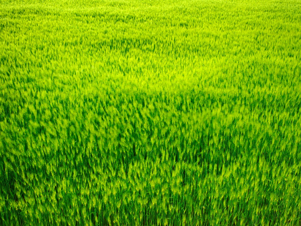 Seasonal Days — A Journey Through Our Land by the 24 Solar Terms, from Ipchun to Daeseo
