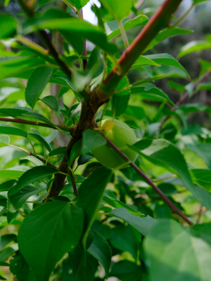A fruit-bearing plum tree on Maha Hill