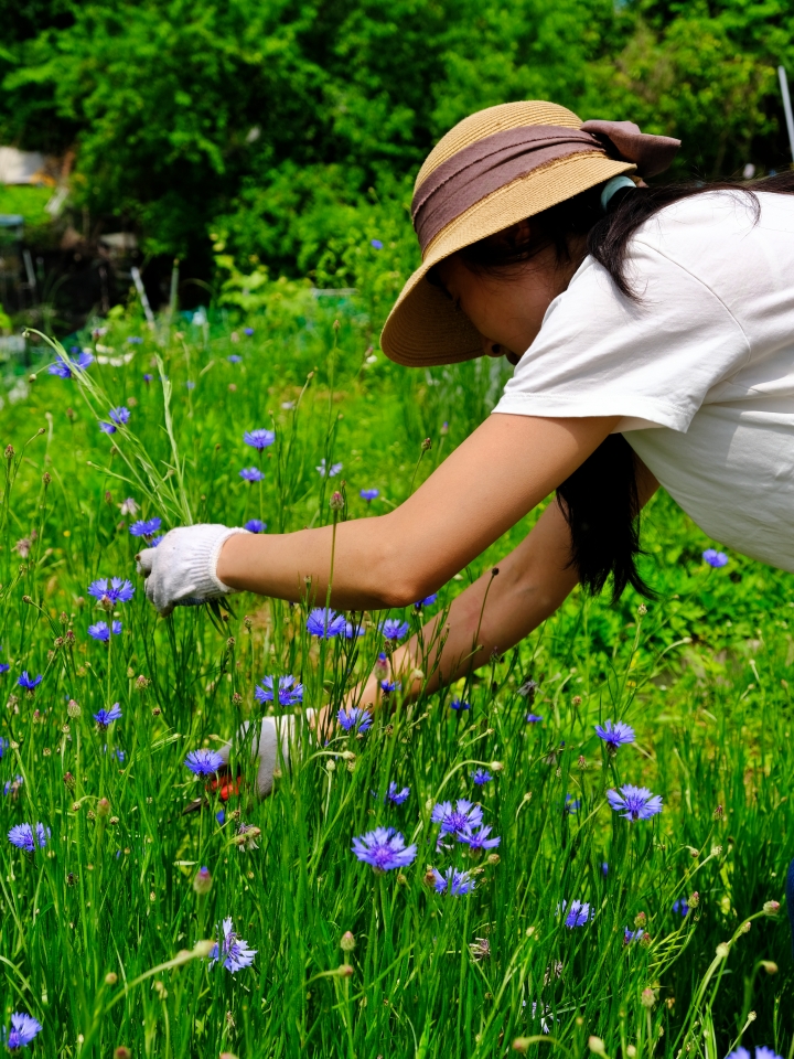 Cornflowers blooming on Maha Hill