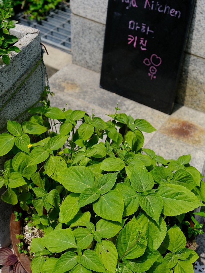 Shin Soyeong, head of Maha Kitchen, making vegan pasta