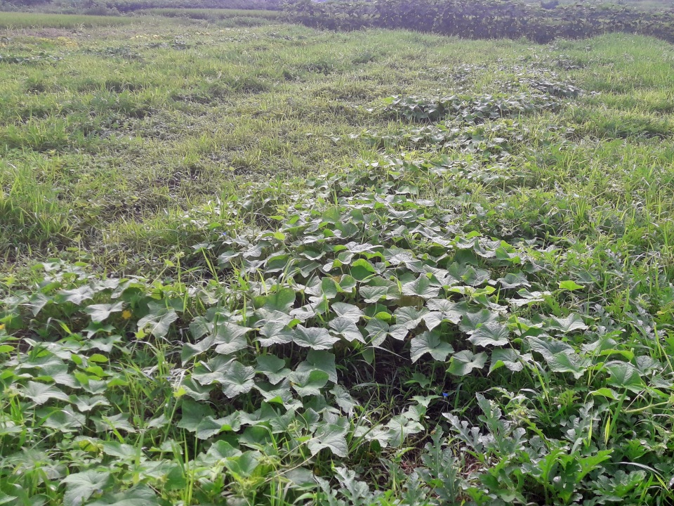 Gourd family plants growing intermixed with wild grasses at Pulpul Farm