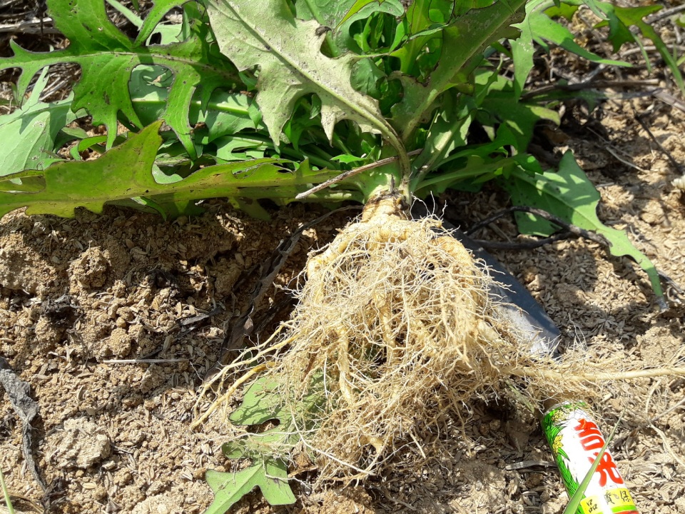 The roots of wild lettuce at Pulpul Farm, which endure even severe drought