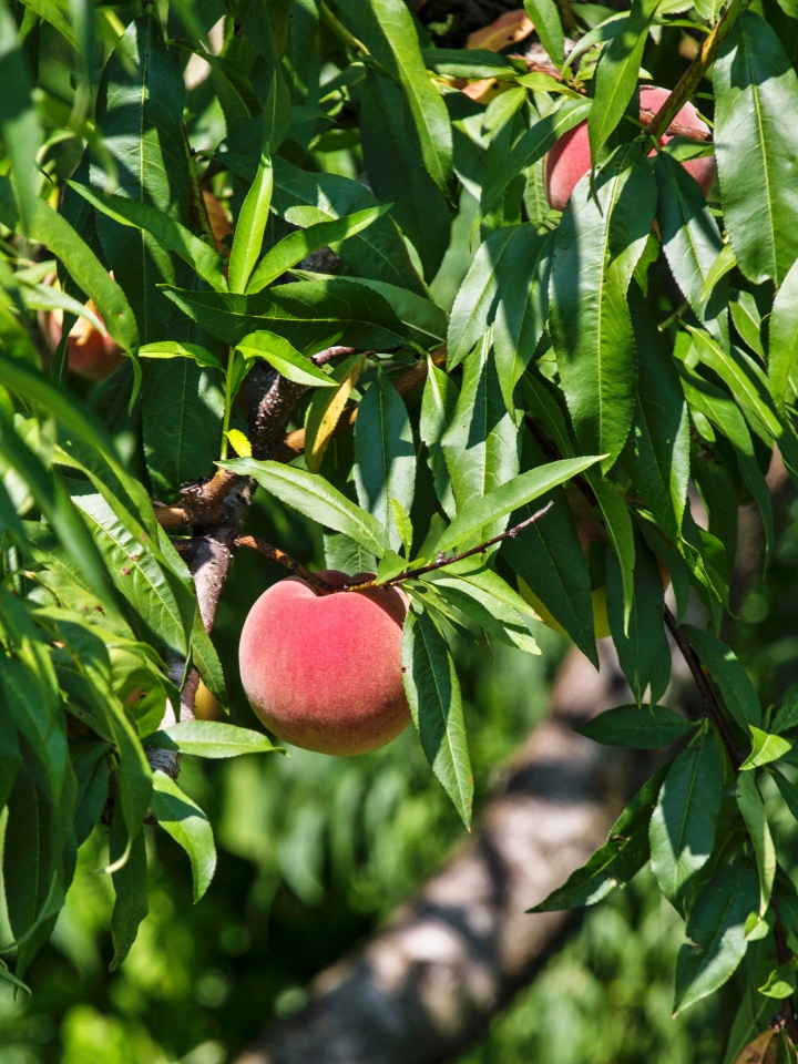 Peaches ripening in Cheongdo-gun, Gyeongsangbuk-do